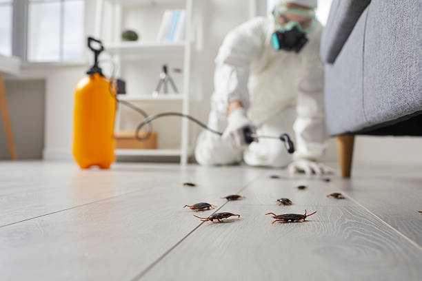 Commercial Rodent Management in Stinnett
